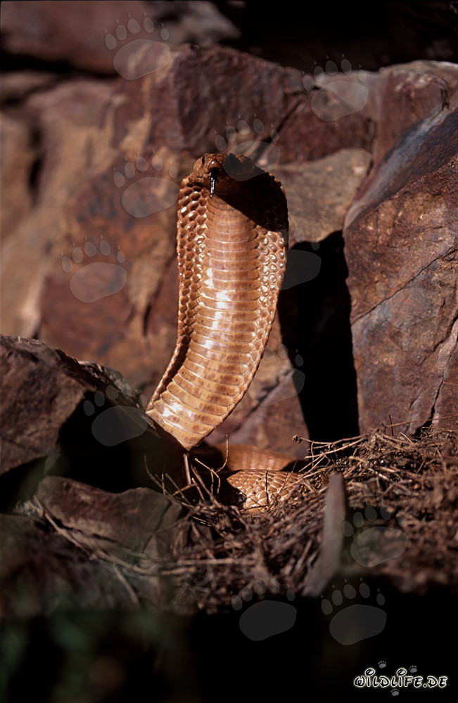 Cobra del Capo irritata eretta sulle montagne di Gansbaai, Sudafrica