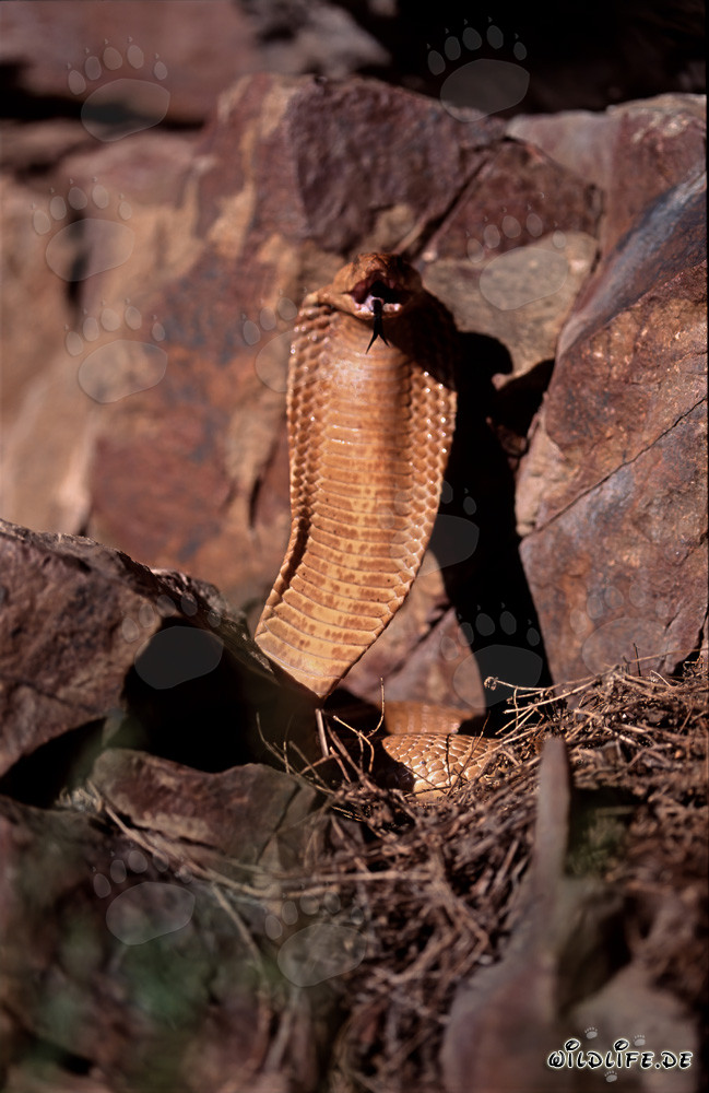 Cobra del Cabo amenazante en las montañas de Gansbaai, Sudáfrica