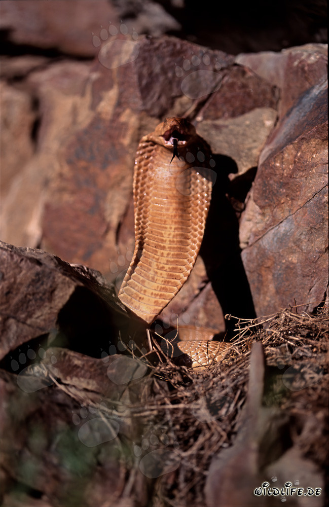 Cobra del Capo minacciosa nelle montagne di Gansbaai, Sudafrica