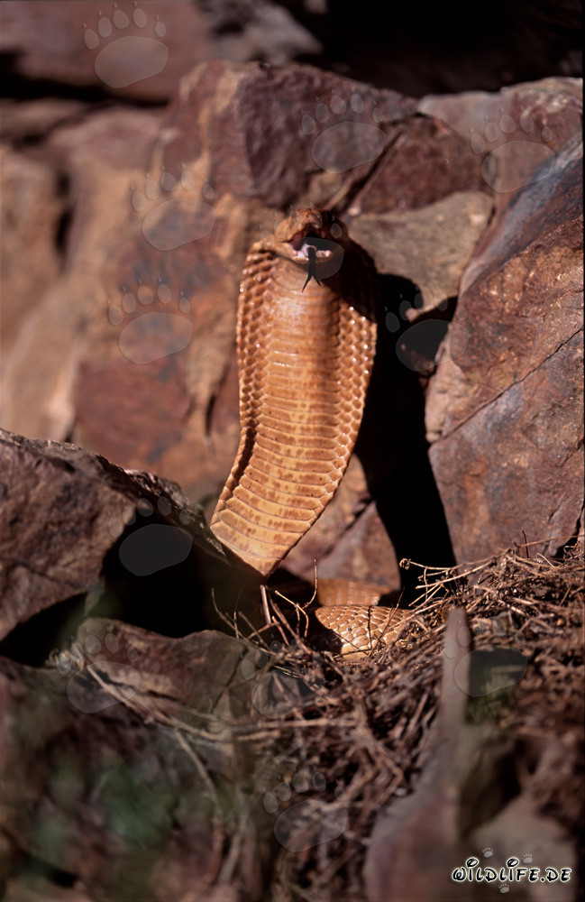 Cobra du Cap menaçante dans les montagnes de Gansbaai, Afrique du Sud