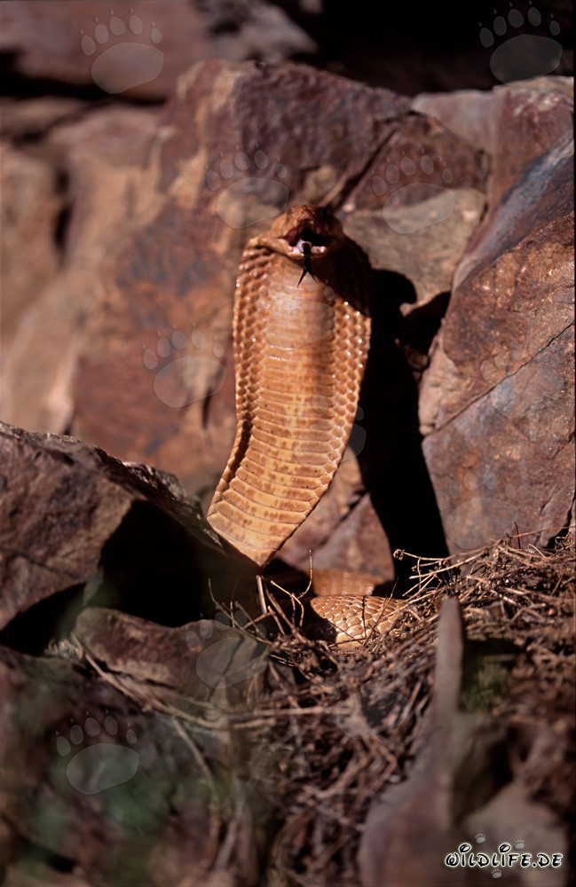 Drohende Kapkobra in den Gansbaai Mountains, Südafrika
