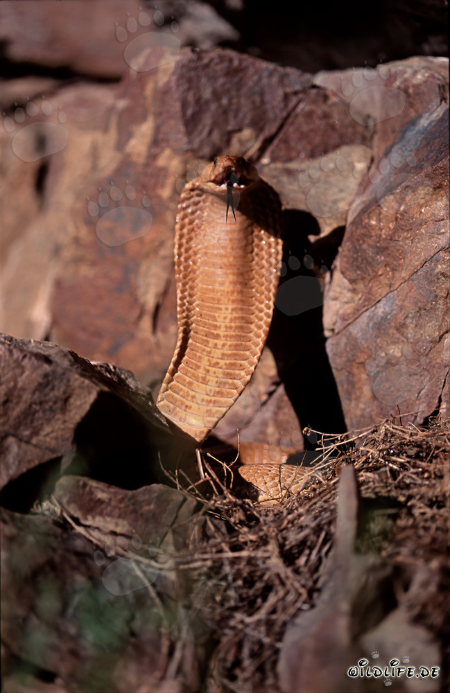 Impending Cape Cobra on a Mountain Slope in the Western Cape, South Africa
