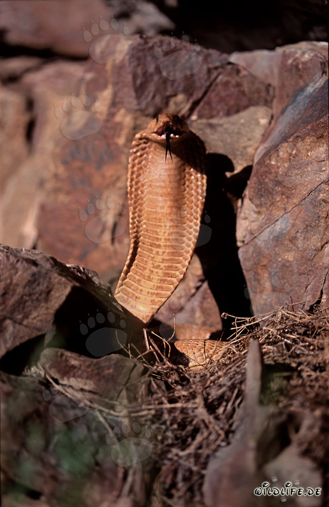 Cobras du Cap menaçantes sur la pente de la montagne dans le Cap occidental, Afrique du Sud