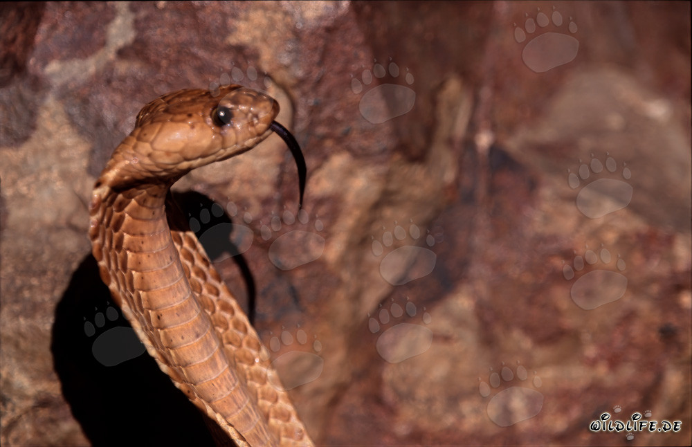 Majestic Cape Cobra in the Gansbaai Mountains