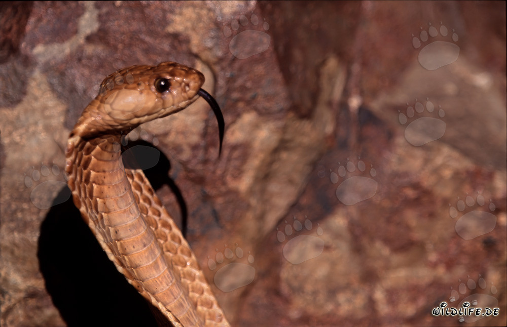 Cobra del Cabo majestuosa en las montañas de Gansbaai