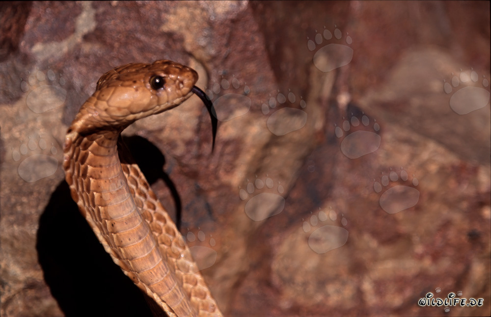 Cobra del Capo maestosa sulle montagne di Gansbaai