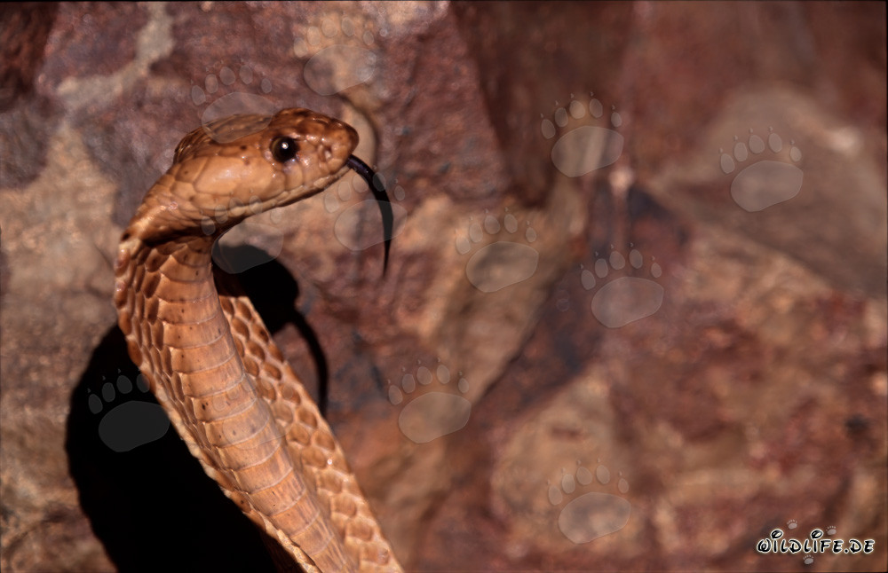 Cobra du Cap majestueuse dans les montagnes de Gansbaai