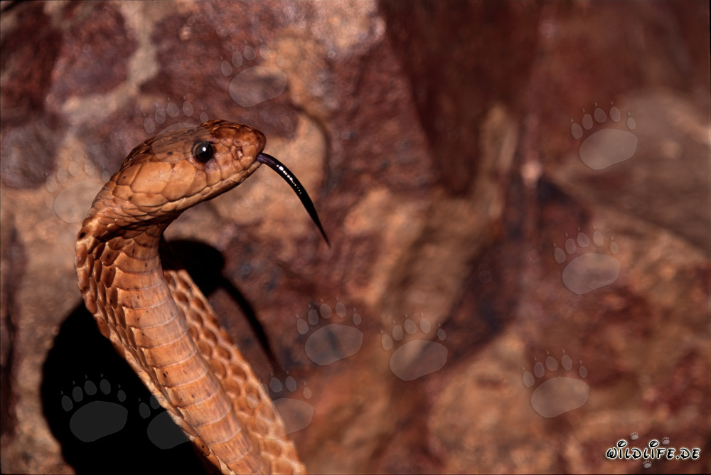 Impressive portrait of a Cape Cobra