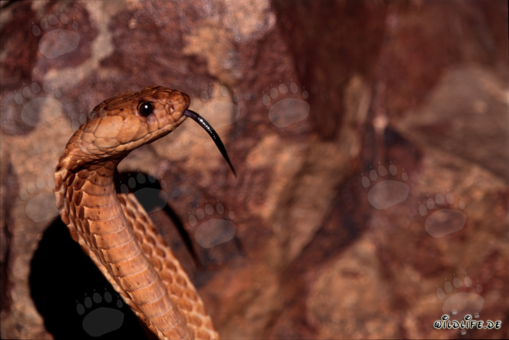 Retrato imponente de una cobra del Cabo