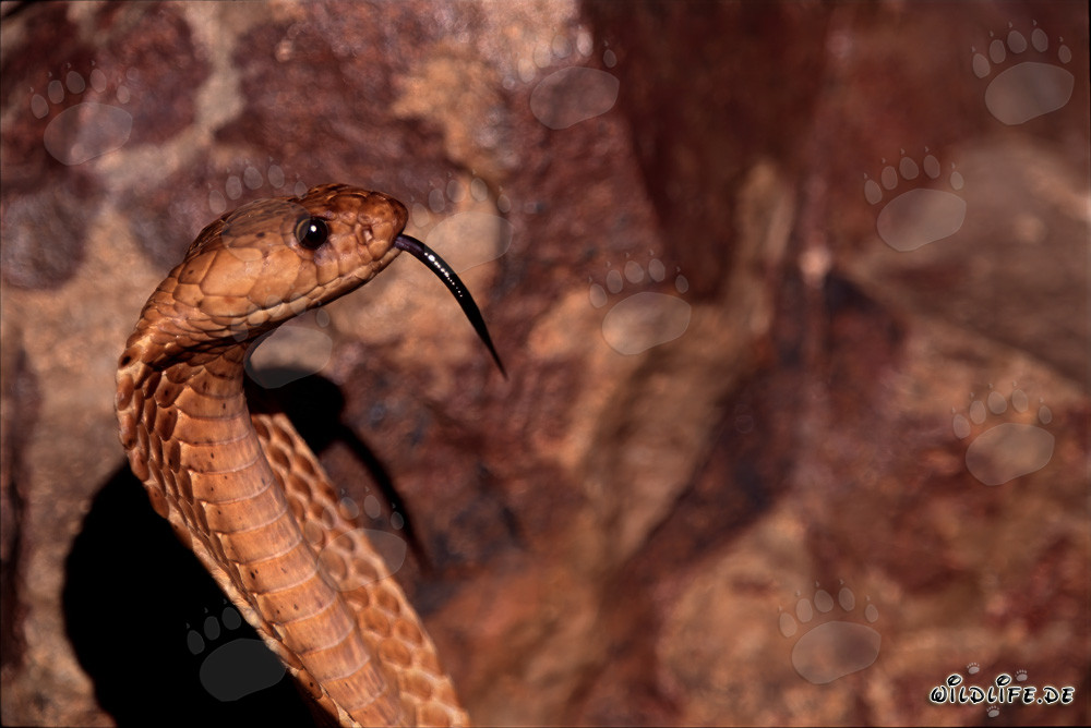 Imponente ritratto di un cobra del Capo