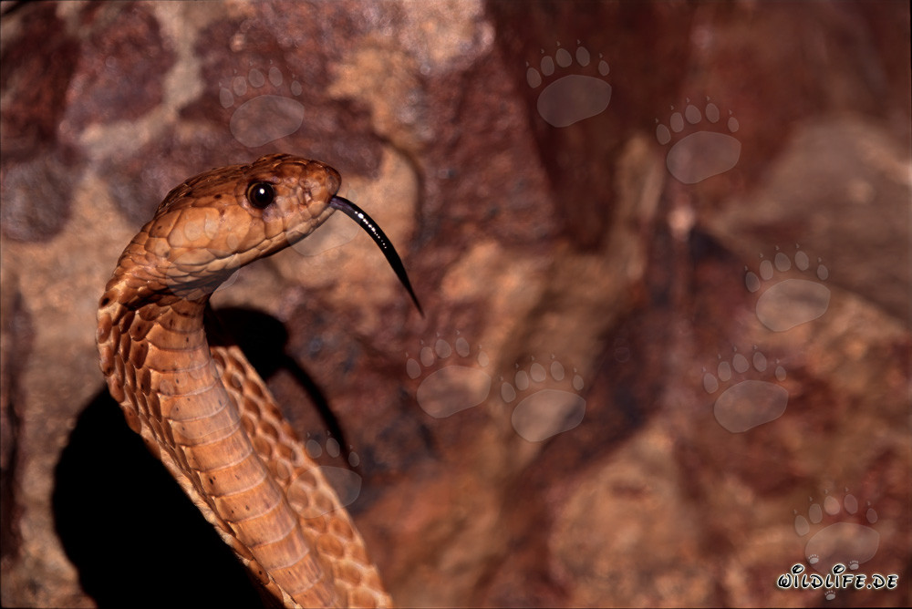 Portrait imposant d'un cobra du Cap