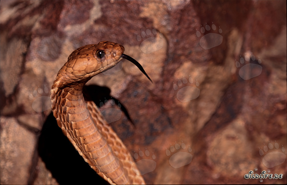 Fascinating Character Head of the Cape Cobra