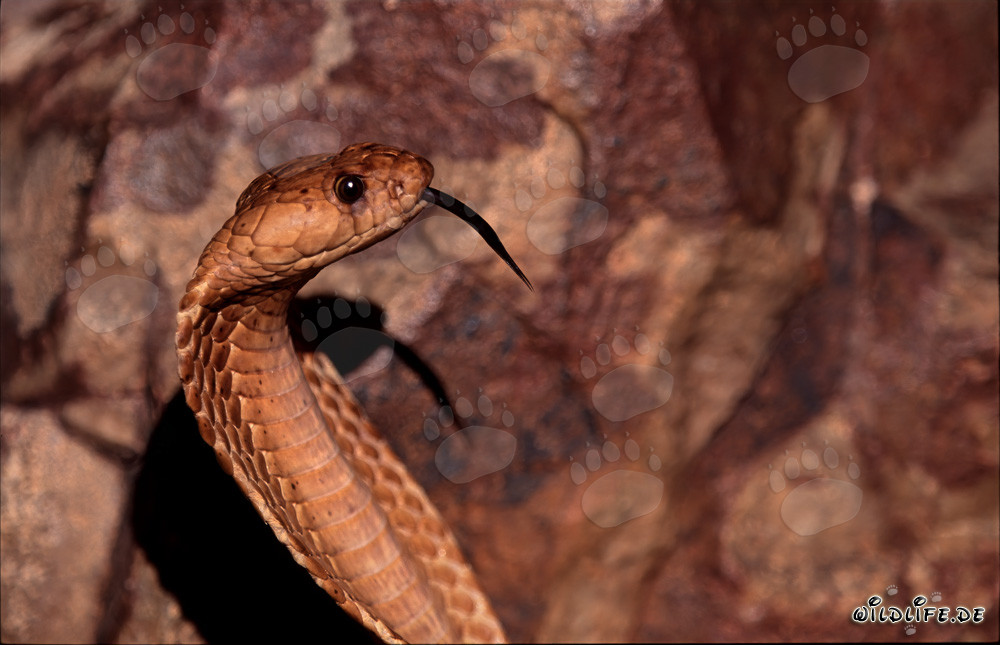 Testa di carattere affascinante del cobra del Capo