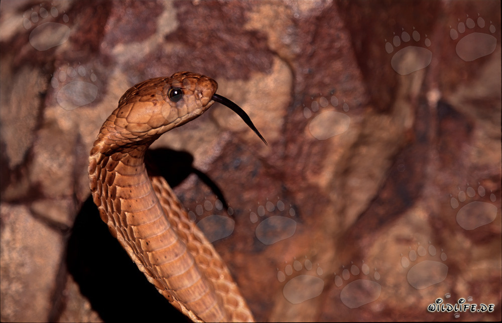 Tête de caractère fascinante du cobra du Cap