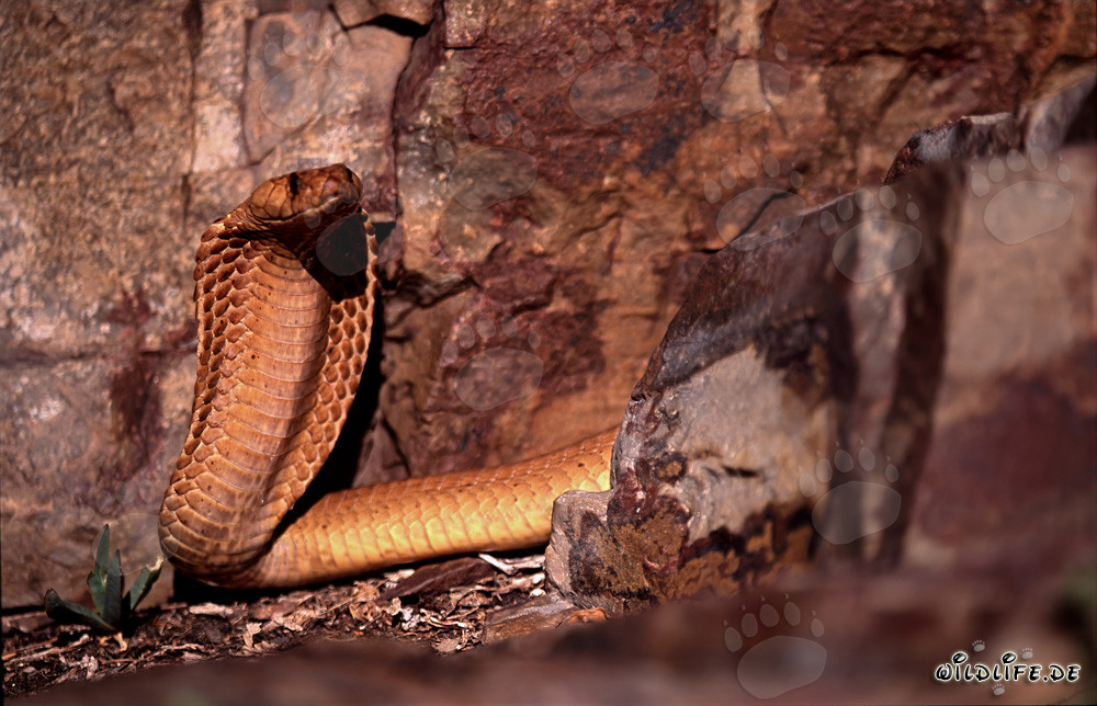 Observational Cape Cobra