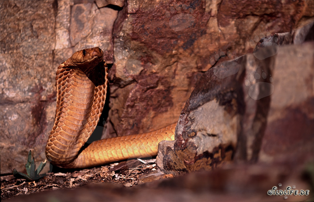 Cobra del Cabo observadora