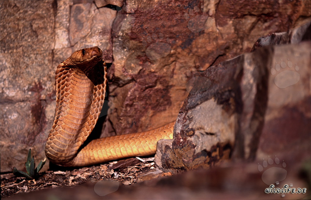 Cobra del Capo osservatrice