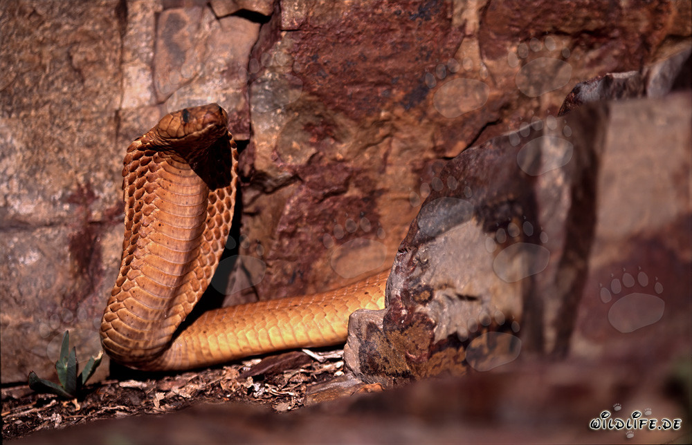 Cobra du Cap observatrice