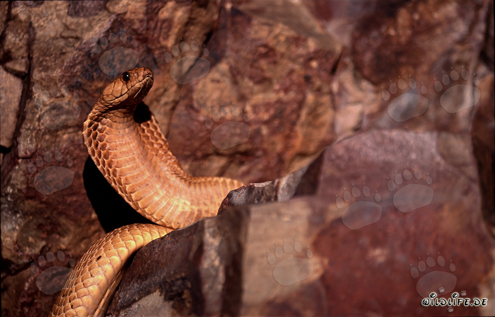 Cobra del Cabo Dorada en la naturaleza de Western Cape