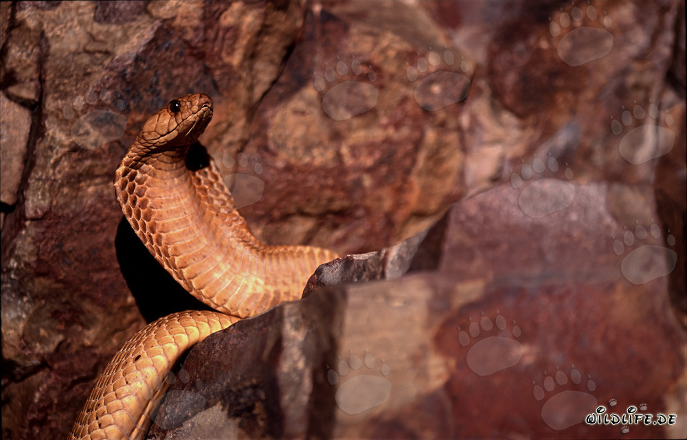 Cobra del Capo dorata nella natura del Western Cape