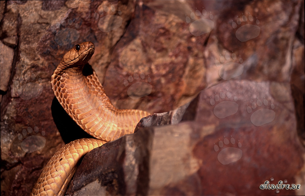 Cobra du Cap dorée dans la nature du Cap-Occidental