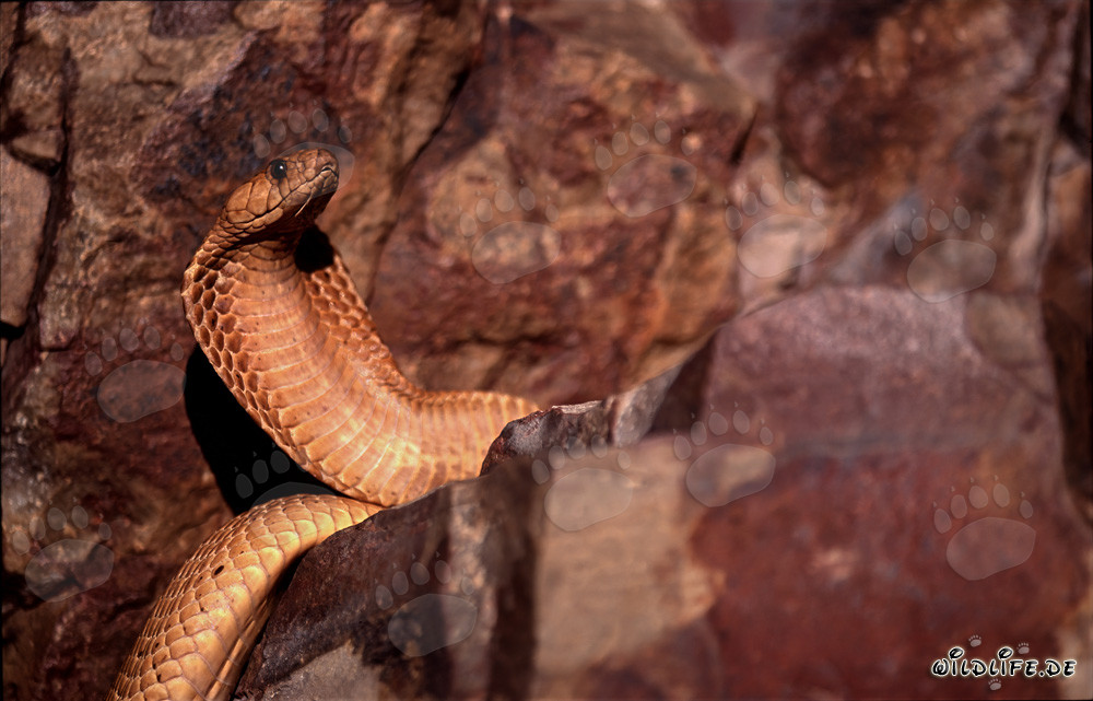 Golden Cape Cobra in the Nature of Western Cape