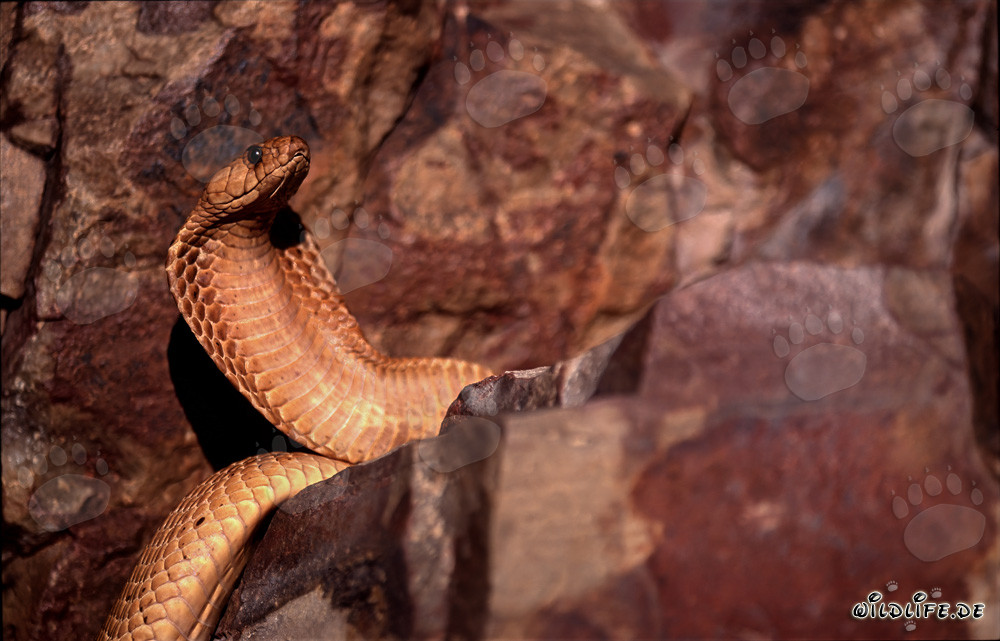 Goldene Kapkobra in der Natur des Western Cape