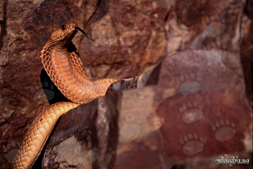 Striking Cape Cobra (Naja nivea)