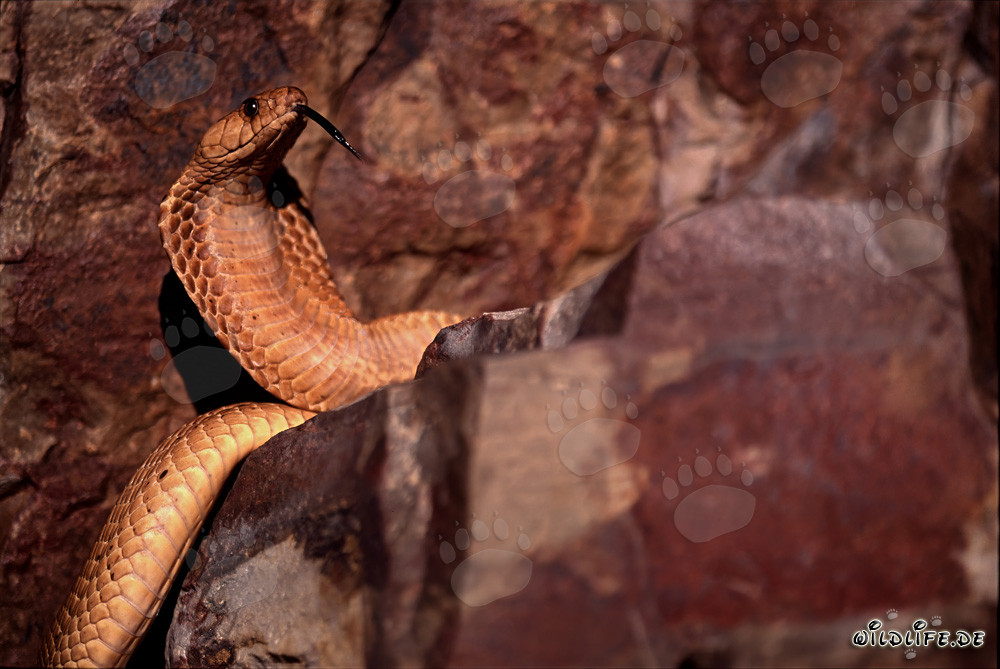 Cobra del Cabo "Dorada" que se estrecha
