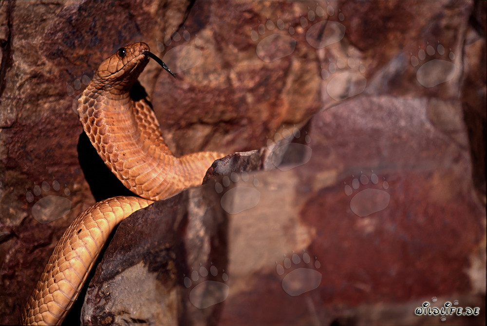 Cobra du Cap "Dorée" qui se resserre
