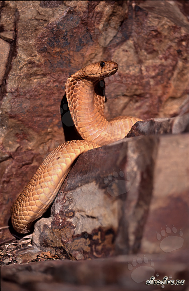 Cape Cobra observing its surroundings on a rock in Western Cape, South Africa