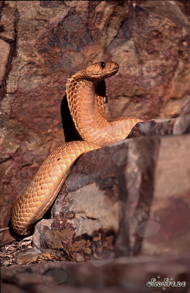 Kapkobra observa su entorno en una roca en Western Cape, Sudáfrica