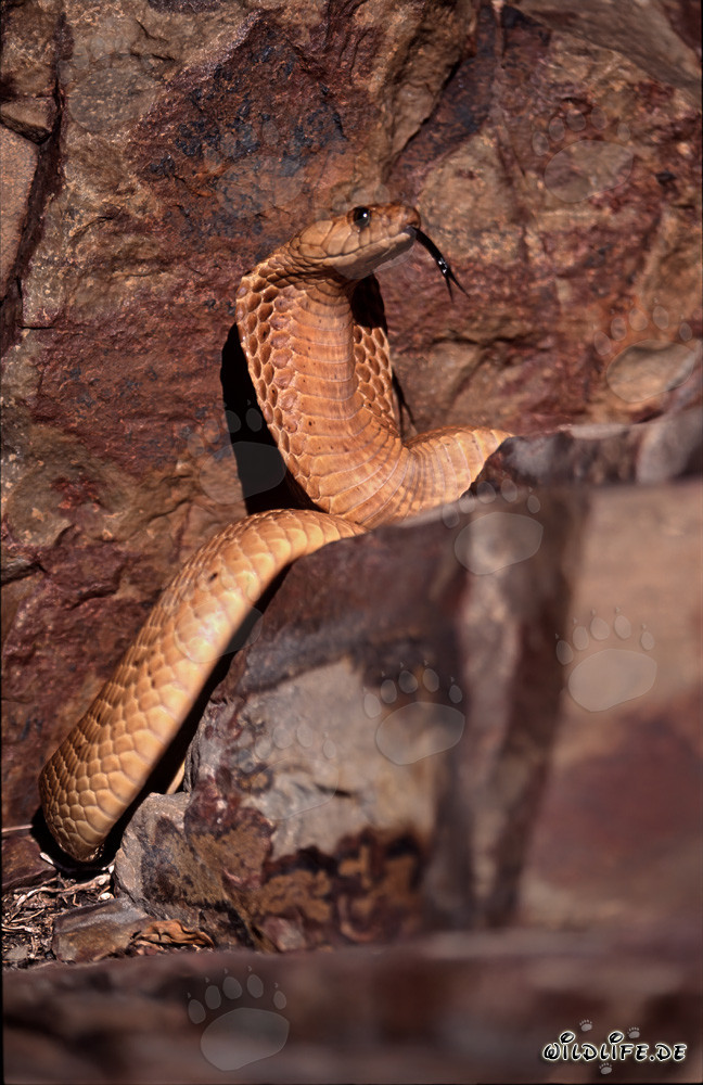 Sunbathing Cape Cobra in the Fynbos