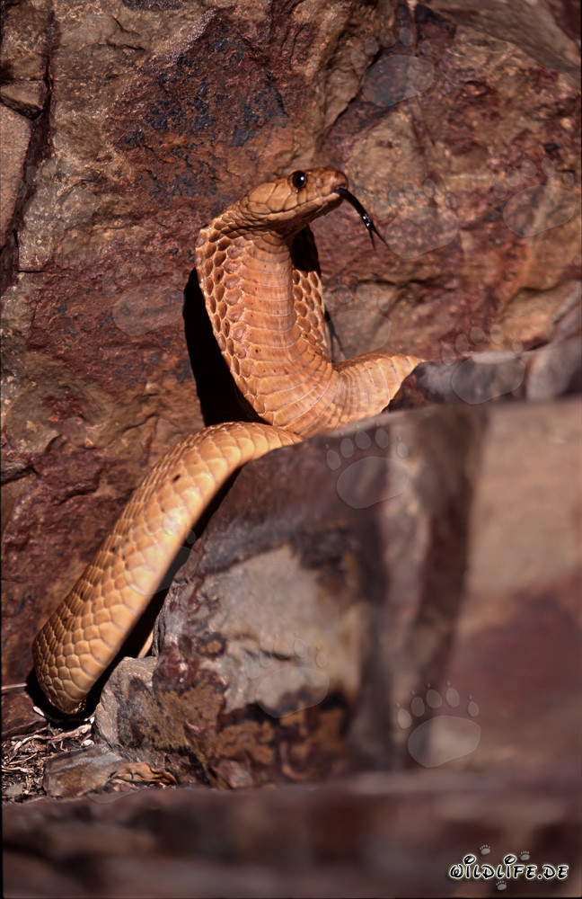 Cobra du Cap prenant un bain de soleil dans le Fynbos