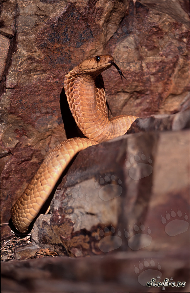 Cobra del Capo prende il sole nel Fynbos