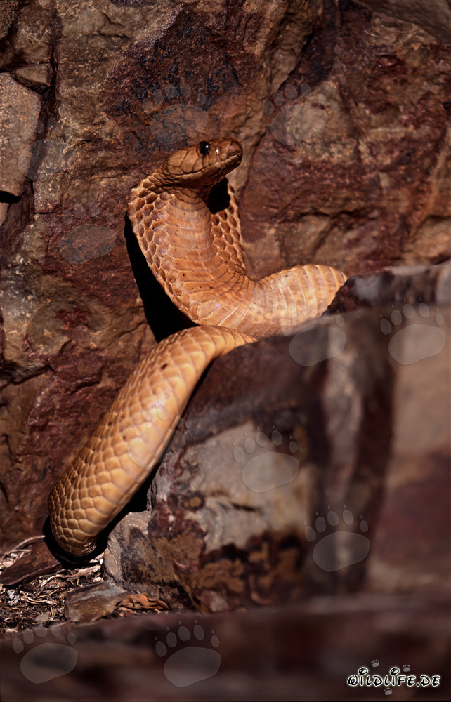 Golden Cape Cobra exploring the Gansbaai Mountains