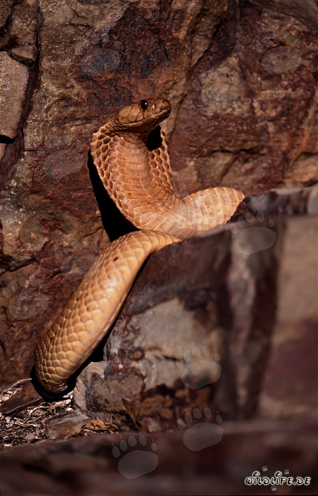 Cobra del Cabo dorada explorando en las montañas de Gansbaai