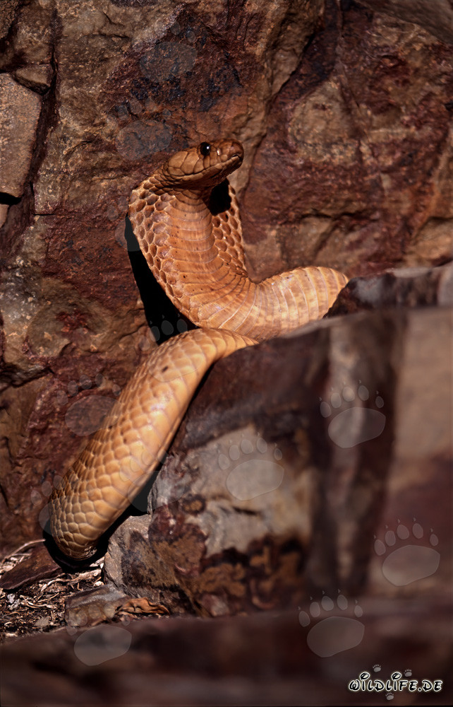 Cobra du Cap dorée en exploration dans les montagnes de Gansbaai