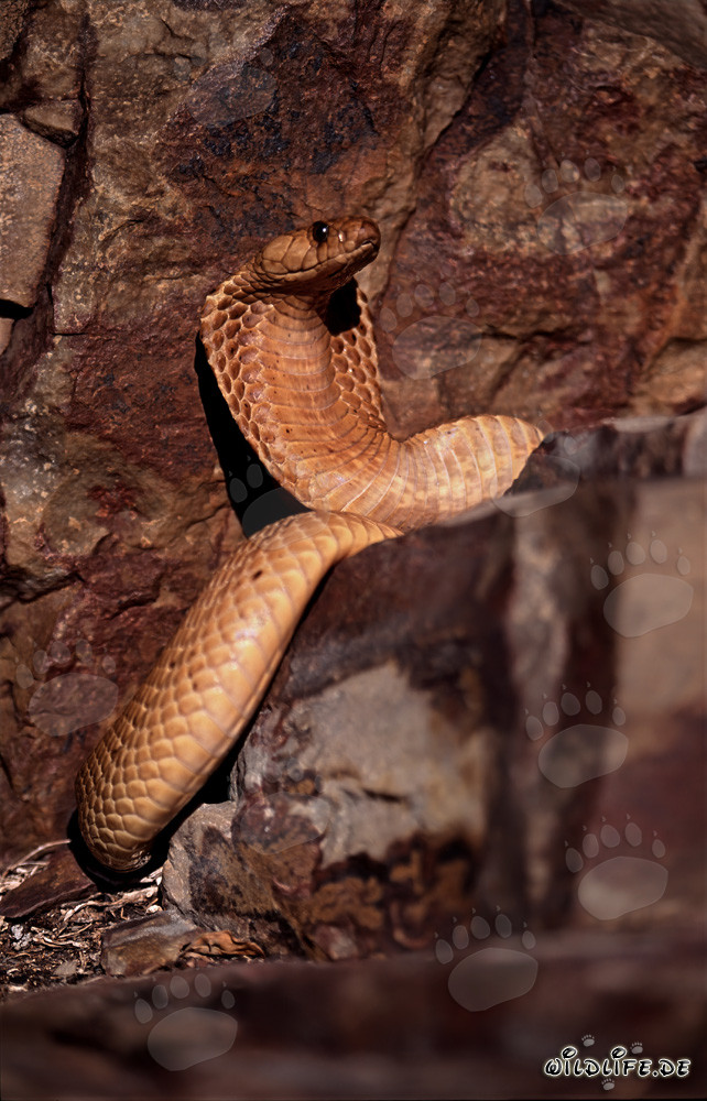 Cobra del Capo dorata in esplorazione nelle montagne di Gansbaai