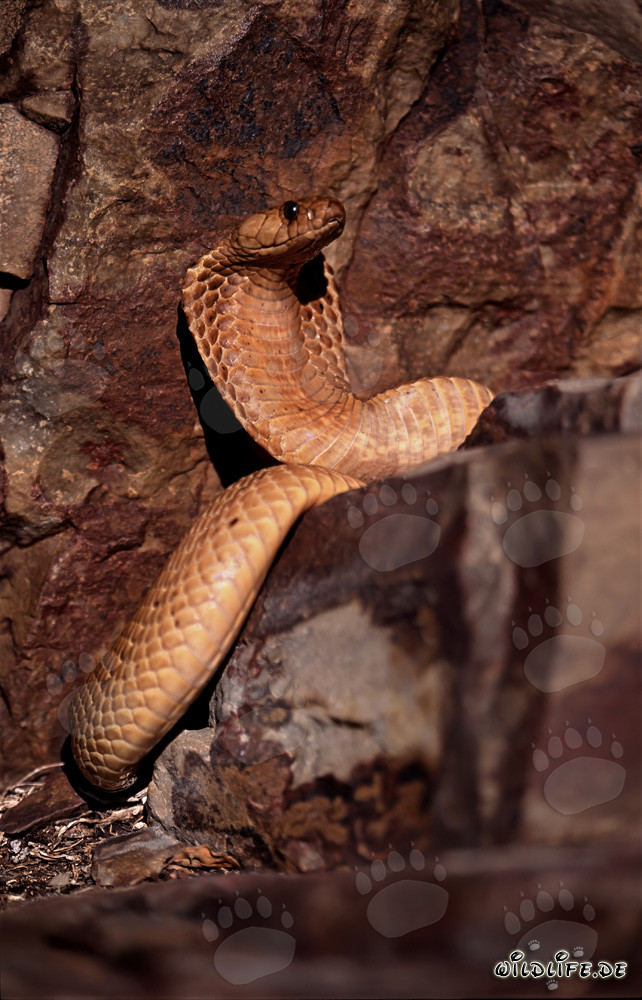 Goldene Kapkobra auf Erkundungstour in den Gansbaai Mountains