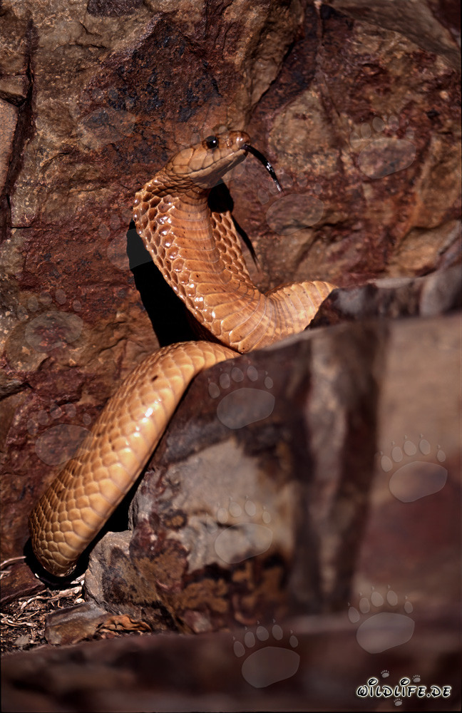 Imposing Threatening Behavior of the Cape Cobra