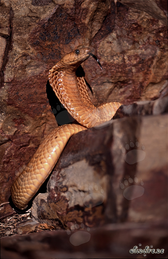 Comportement menaçant impressionnant du cobra du Cap