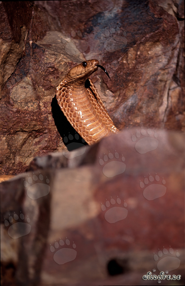 Cape Cobra surrounded by colorful rocks