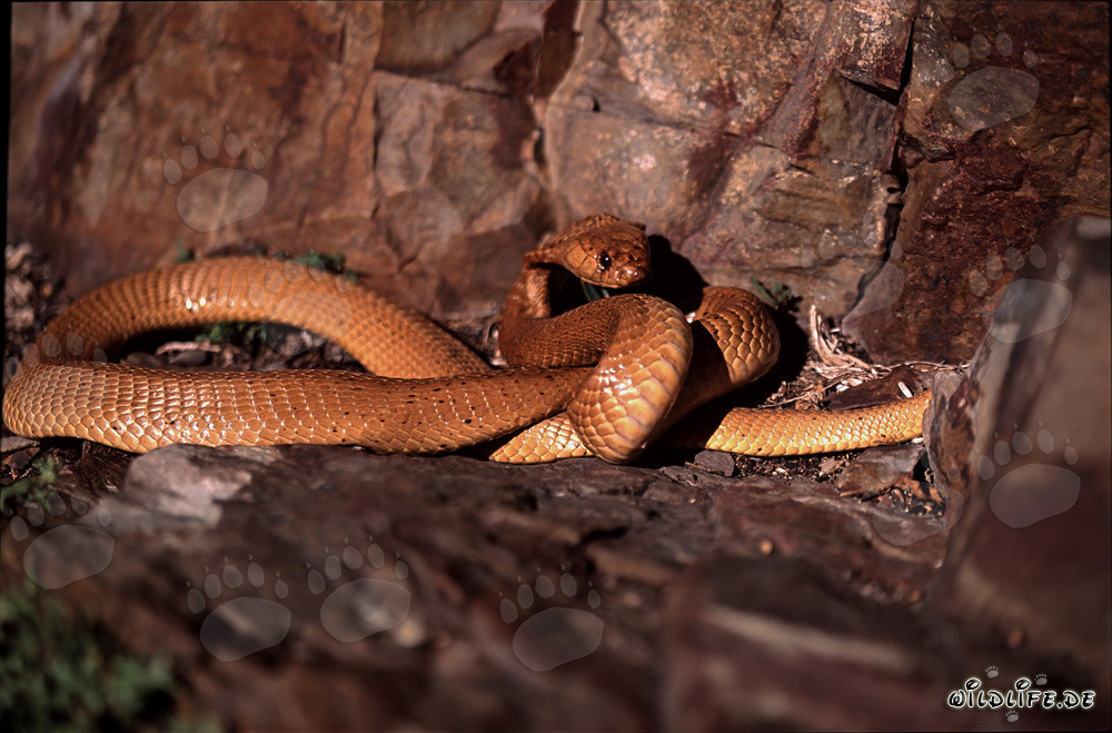 Cobra del Cabo fascinante (Naja nivea) en color dorada
