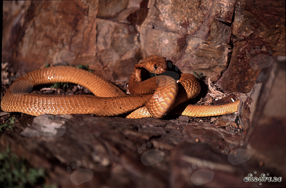 Cobra del Capo affascinante (Naja nivea) in colorazione dorata