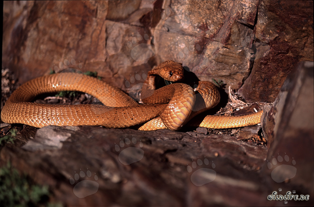 Cobra du Cap fascinante (Naja nivea) dans une coloration dorée