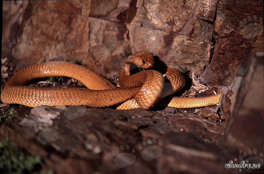 "Fascinating" Cape Cobra (Naja nivea) in golden coloration