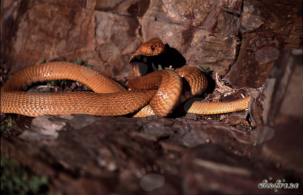 Fascinating Cape Cobra in Rocky Terrain