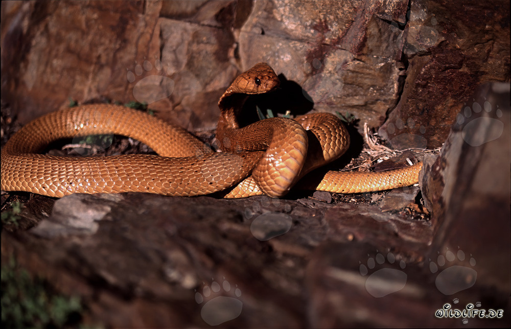 Fascinante Cobra del Cabo en terreno rocoso