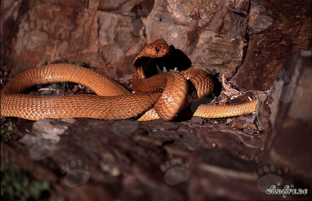 Affascinante Cobra del Capo in terreno roccioso